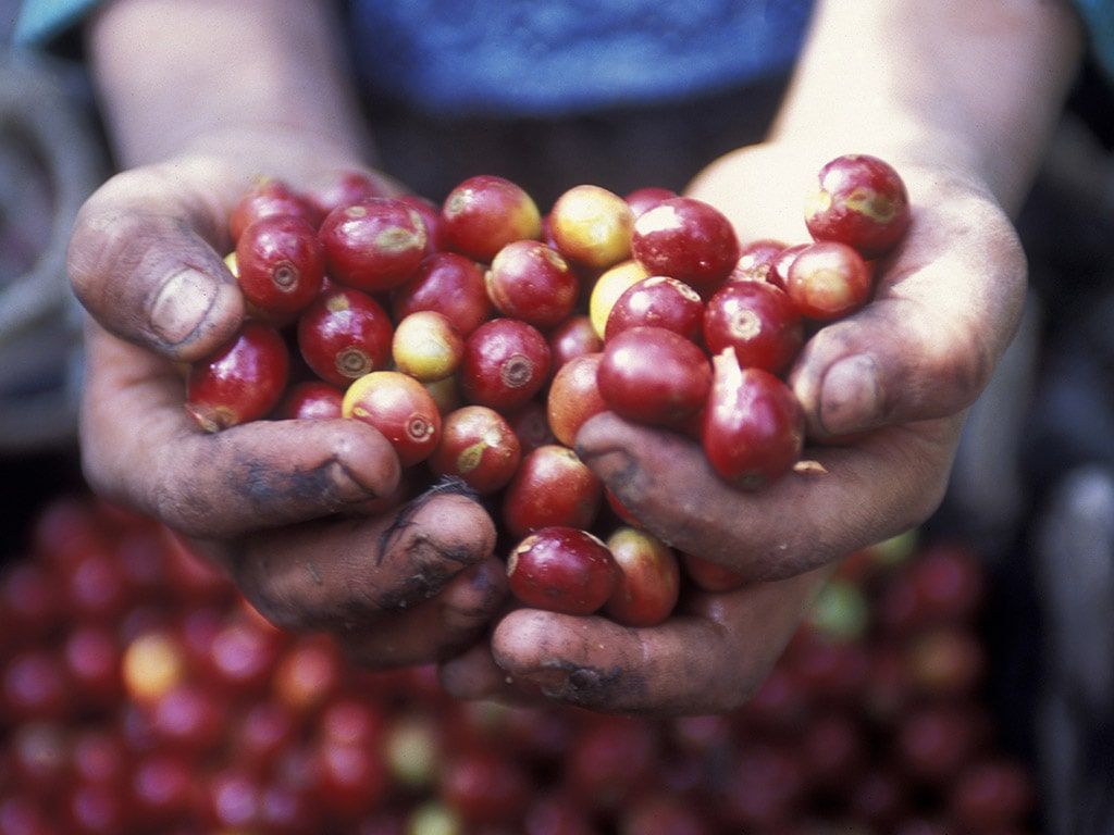 mani donna coffee farm